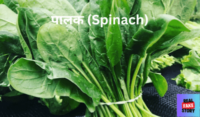 पालक (Spinach)