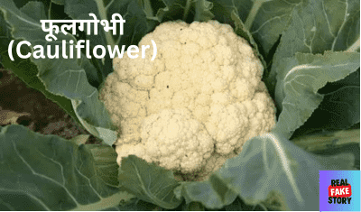 फूलगोभी (Cauliflower)