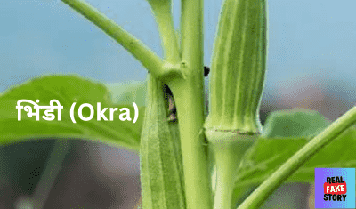 भिंडी (Okra)
